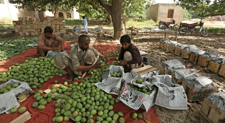 Pakistan was the 6th largest exporter of mangoes in the world last year. AFP