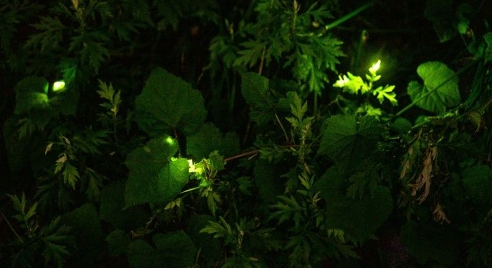 The natural firefly spectacle lasts just 10 days in early summer, and is the final chapter of the insect's life. AFP