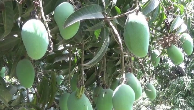 Export gloom sours Pakistan's prized mango season. AFP