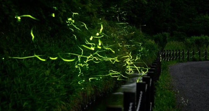 A long exposure captures fireflies at Tatsuno Hotarudoyo Park in Nagano Prefecture. AFP