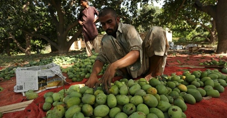 A laborer sorts mangoes before packing them into boxes at a farm in Multan. AFP
