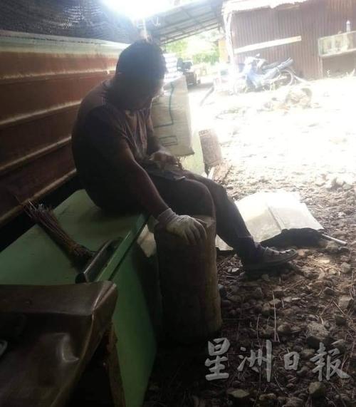 业者获悉饲养许久的生鸡被咬死后,非常错愕且伤心不已。(图:星洲日报)