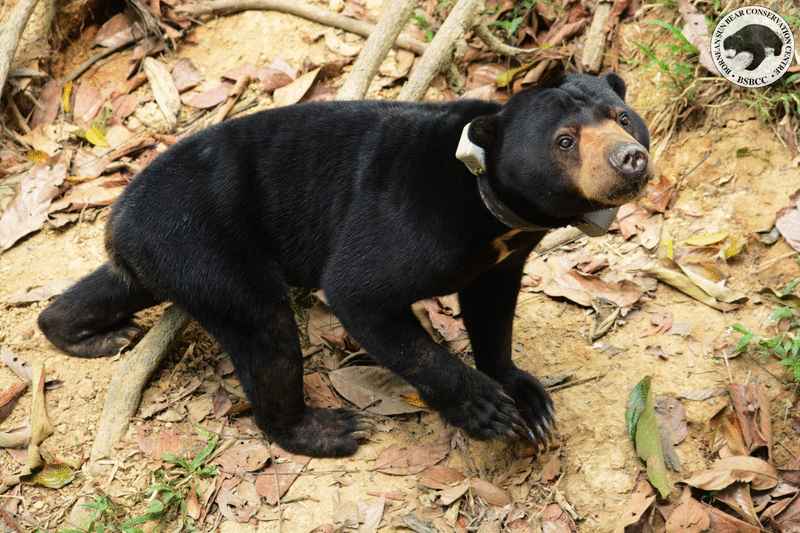 被圈养长达5年的雄性马来熊“蒙顿”已于本月9日被成功野放，重返大自然怀抱。