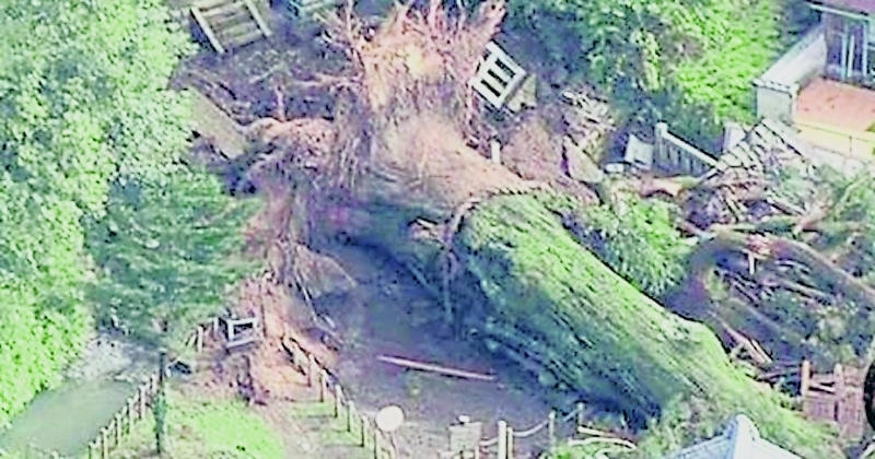 高达40公尺的千年杉木，可能受大雨侵袭被连根拔起。