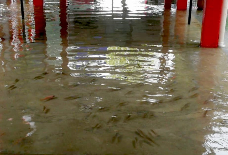 麻坡中华基小池塘内的鱼群因水灾而游出池塘，在校园各角落快活畅游，再依路线游“回家”，该校老师也纷纷“追拍”，成了雨后水患的另类乐趣。