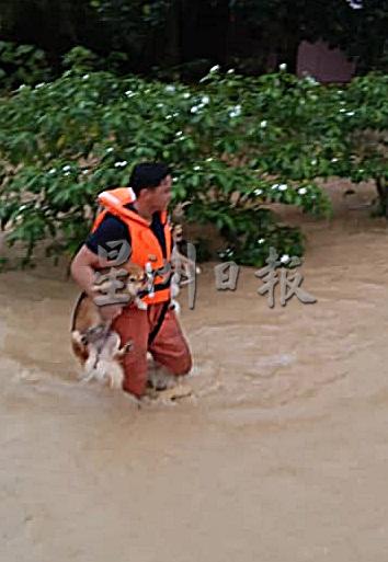 被困在灾区的狗狗，在消拯员的协助下，安全抵达岸边。