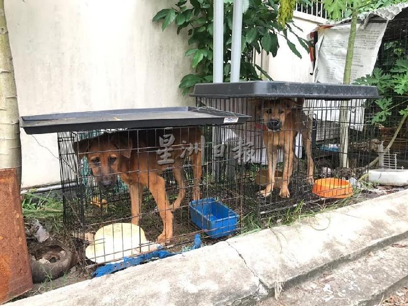 2隻狗狗从小被残忍的主人囚禁在窄小的铁笼，连转身也有困难。