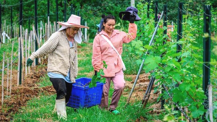 Employees planting new vines at GranMonte Vineyard and Winery in Nakhon Ratchasima. AFP