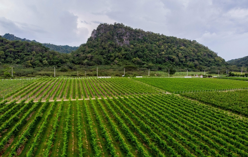 GranMonte酒庄位处拷艾国家公园山脚，山谷的气候及水土特质，因此最适宜种植Syrah红葡葡。（法新社照片）
