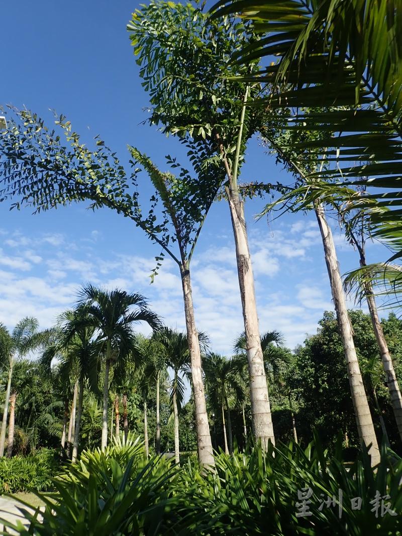 霹雳植物园内拥有120种各类植物，可增加参观者的植物知识。