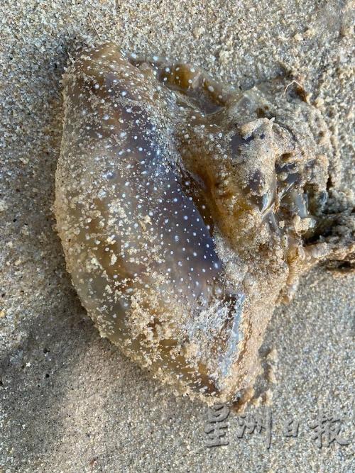 陈温丽医生巡视公主滩时，发现有澳洲斑点水母（Australian Spotted Jellyfish）。（图：星洲日报）
