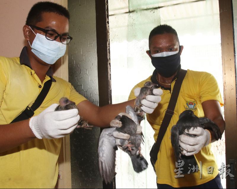 清洁工人展示空置单位内的鸽尸。