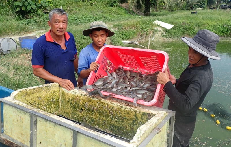 吴荣文（左）视察工人收获泥鳅。