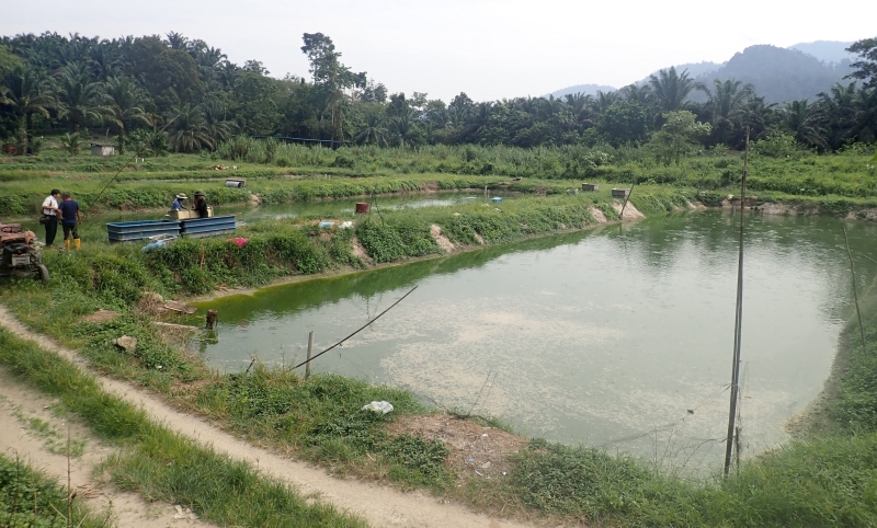 吴荣文的农场拥有多个饲养泥鳅的鱼塘。