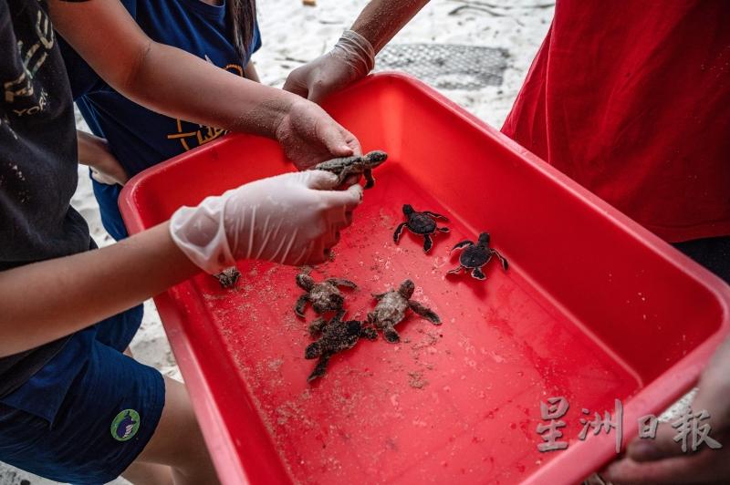 志工在乐浪岛Chagar Hutang Turtle Sanctuary的海岸检测小海龟。