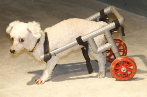 DIY宠物轮椅，让残疾小动物重拾奔跑乐趣。