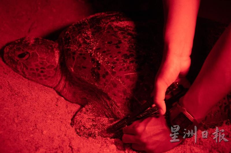 保育志工在绿海龟产卵后为它做上标记。
