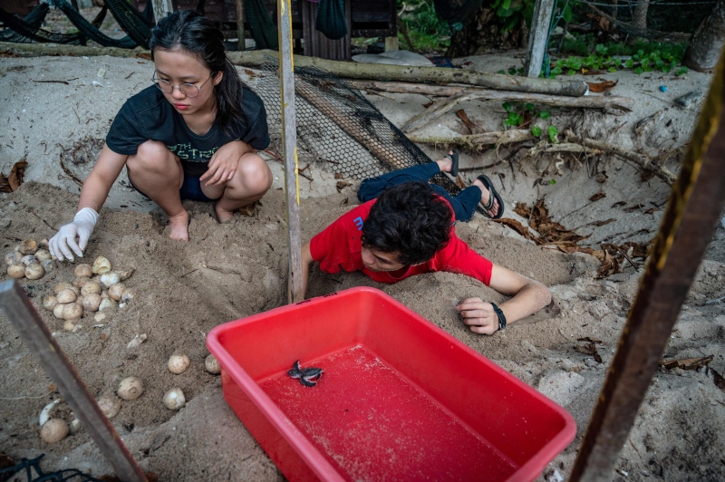 志愿者在热浪岛的查卡胡当海龟保育中心的岸上挖出一个绿海龟巢，以孵出未孵化的卵。

