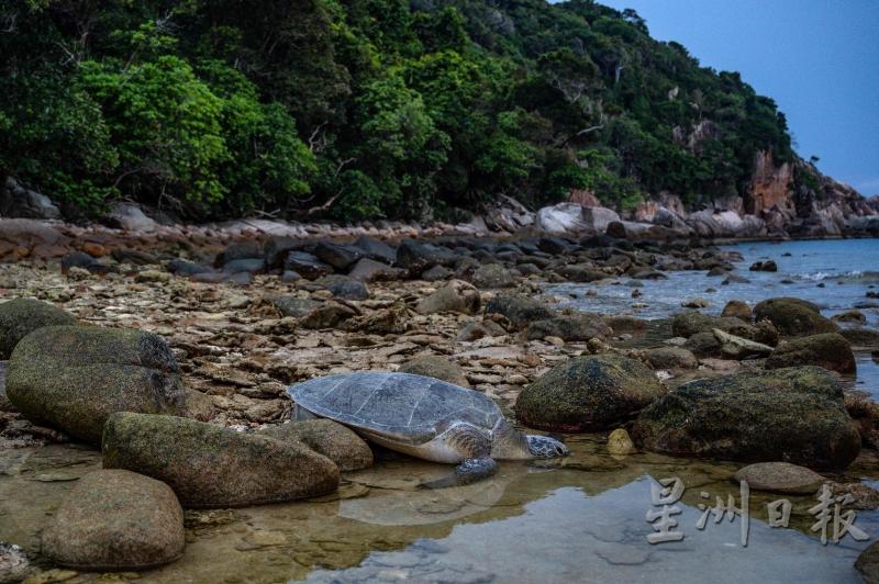 一只绿蠵龟在乐浪岛上的海龟保护区产卵后，留在岸边休息。