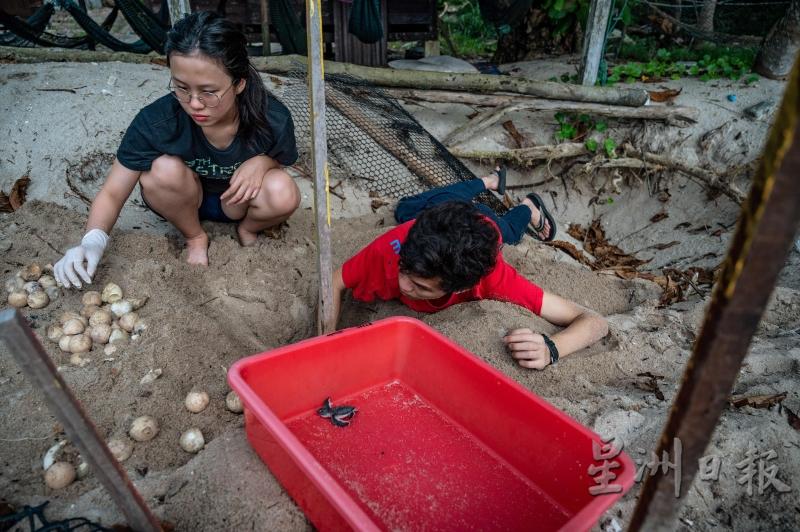 一名志工在热浪岛的查加尔·胡唐海龟保护区的岸上挖了一个绿海龟巢，以孵化未孵化的龟蛋。