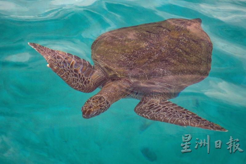 海龟在乐浪岛附近海域的绿海游泳。