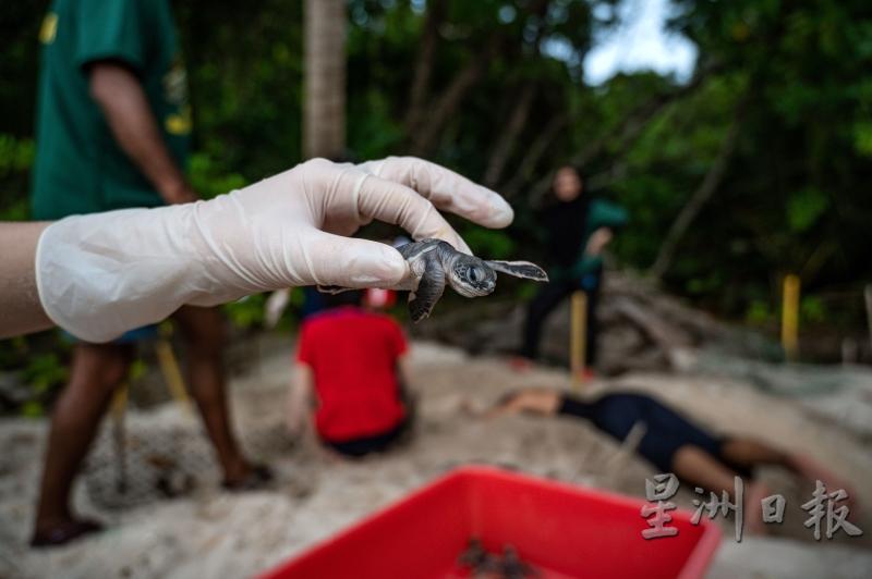 志工在岸边的巢穴检查其中一只的绿蠵龟。