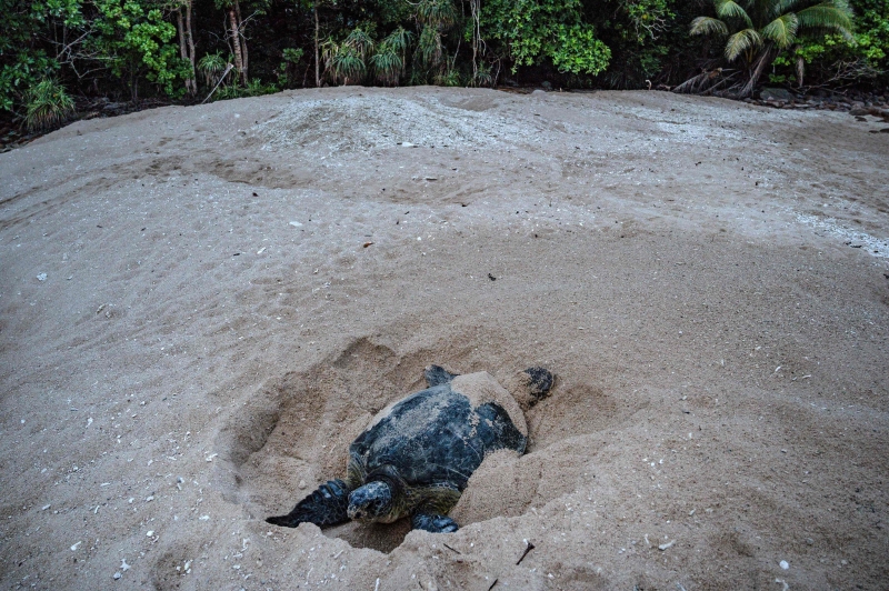一只绿海龟在产卵后，留在热浪岛上的查卡胡当的沙滩上。

