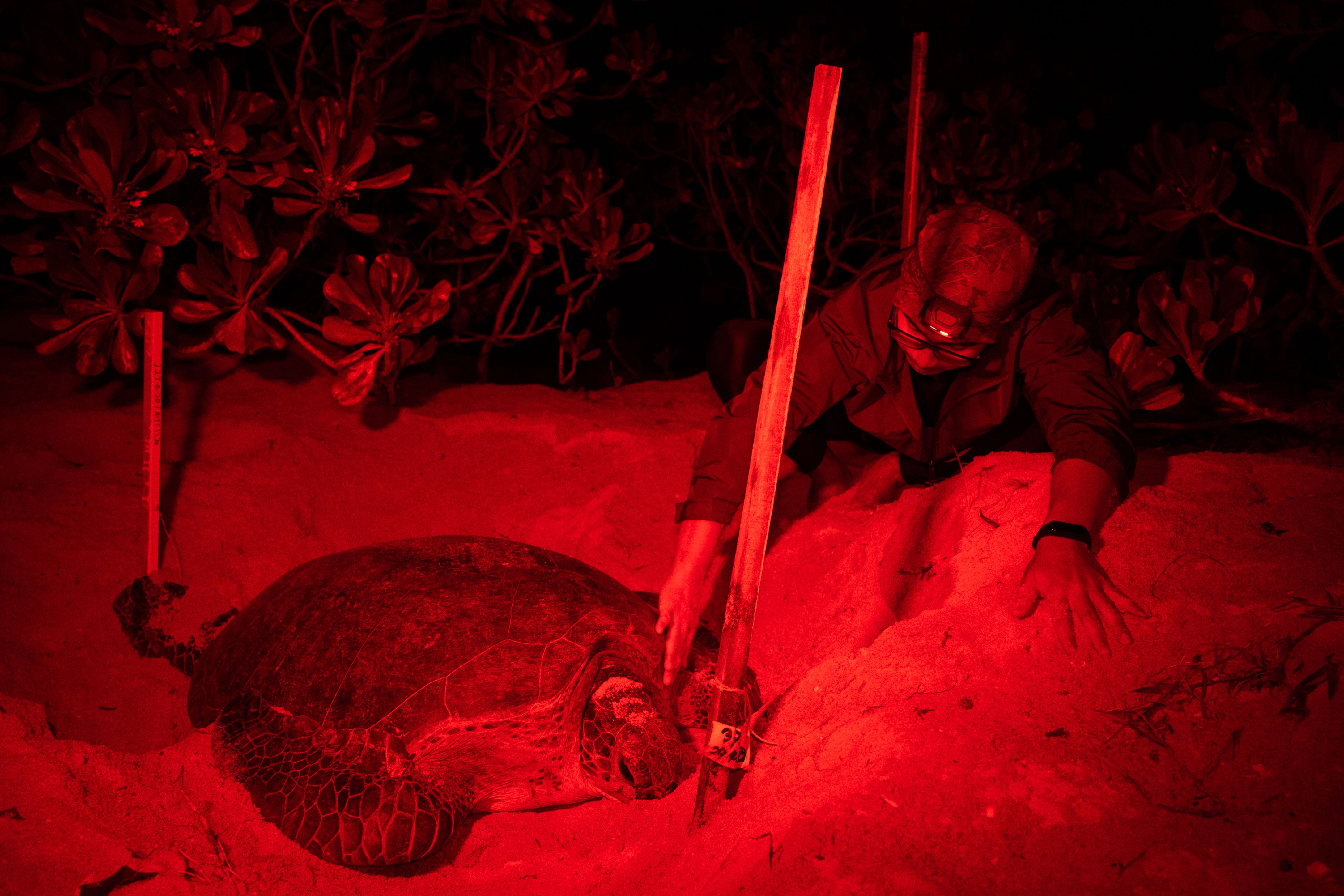 马来西亚登嘉楼大学海龟研究室的保护协调员法兹里在红色滤光灯下进行保护海龟的工作。他在查卡胡当海龟保育中心视察检查一只产卵后的绿海龟。