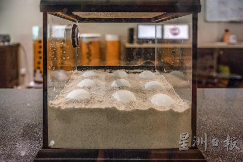 实验室中的绿海龟卵，由Taaras海洋生物学家管理。