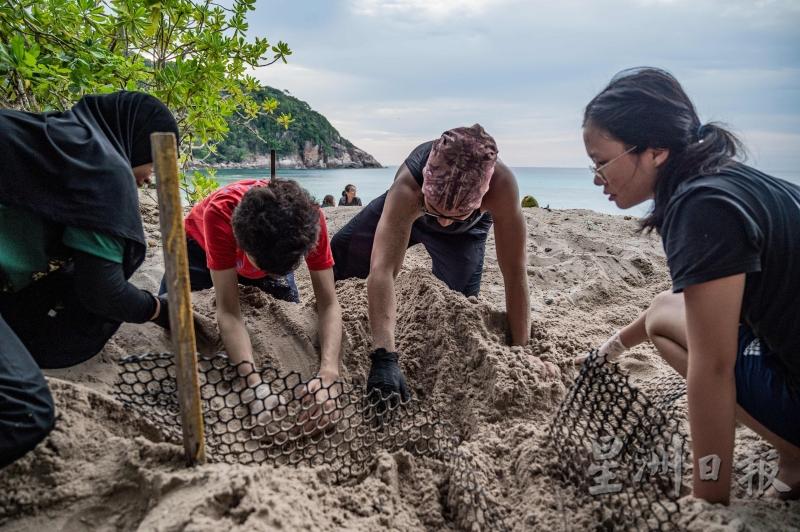 志工在乐浪岛Chagar Hutang Turtle Sanctuary的海岸上挖绿海龟巢，以孵出未孵化的卵。