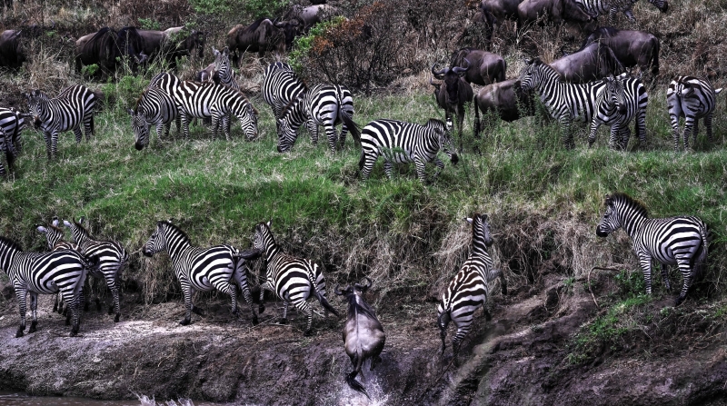 Initial herds of wildebeests and zebras arriving at Sand River in Tanzania's Serengeti National Park before crossing onto Masai Mara on the Kenyan side during the start of the spectacular annual migration. AFP