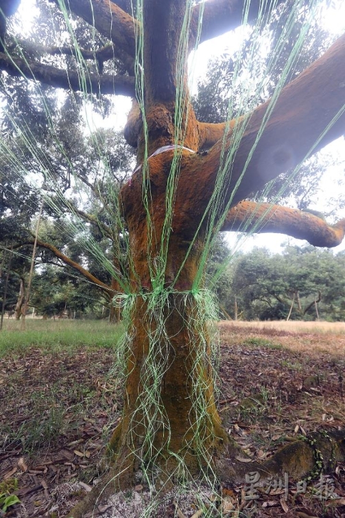 榴梿树腰间缠满尼龙绳。