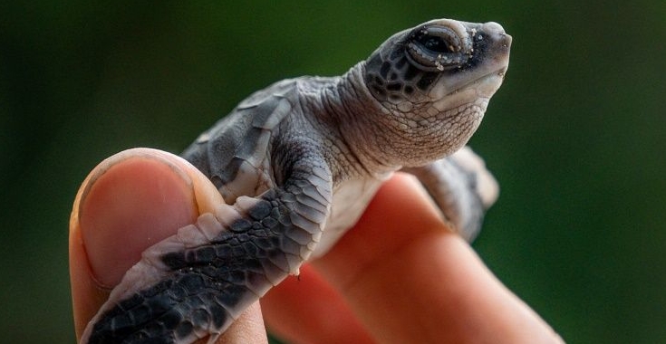 Aziz used to collect turtles' eggs and sell them but nowadays, he makes a living as a ranger protecting the creatures' nesting sites. AFP