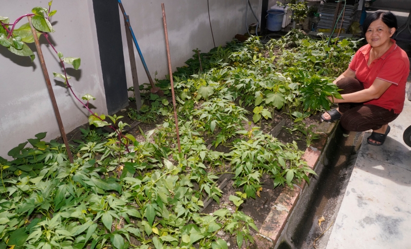 尤佩玉在家园的空地里种了不少蕃薯叶，常常吃蕃薯叶也不会觉得闷。