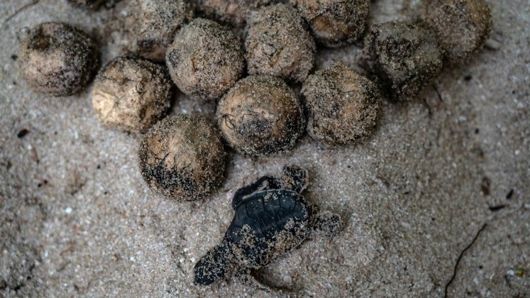 Malaysia's turtle numbers have dwindled dramatically due to worsening maritime pollution and coastal development. AFP