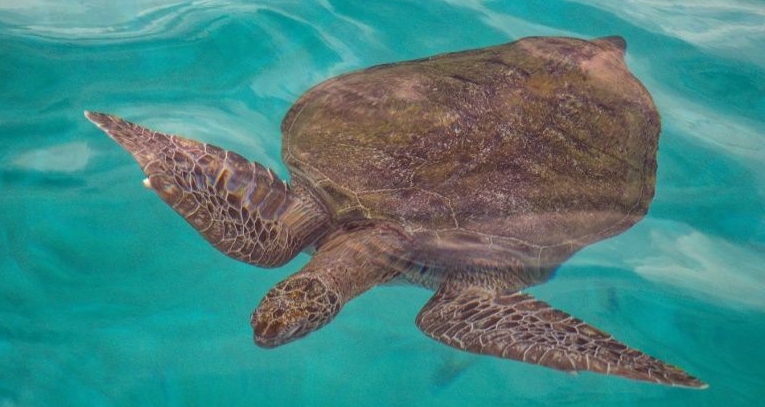 Terengganu has pledged to ban the trade in all turtle eggs by end of the year following sustained pressure from conservation groups. AFP