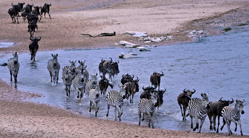 Wildebeests and zebras run across the sandy riverbed of Sand River as they cross into Kenya's Masai Mara National Reserve from Tanzania's Serengeti National Park  during the start of the spectacular annual migration.  AFP
