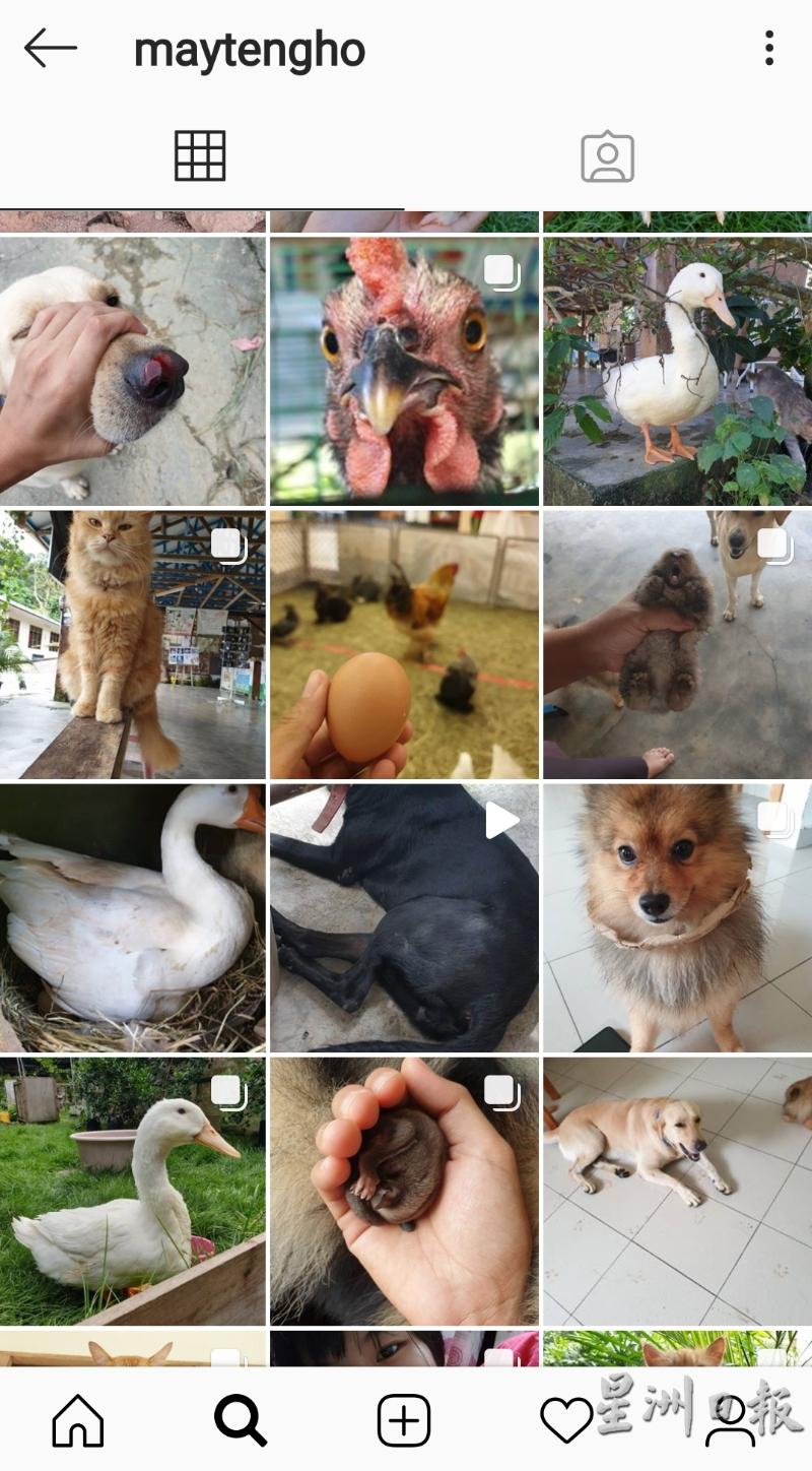 美婷的社交媒体Instagram都是分享动物们的趣事。