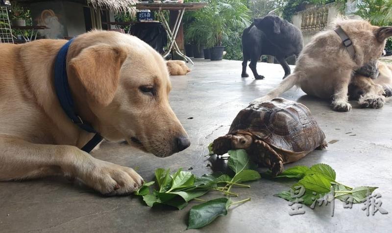 苏卡达龟和狗。