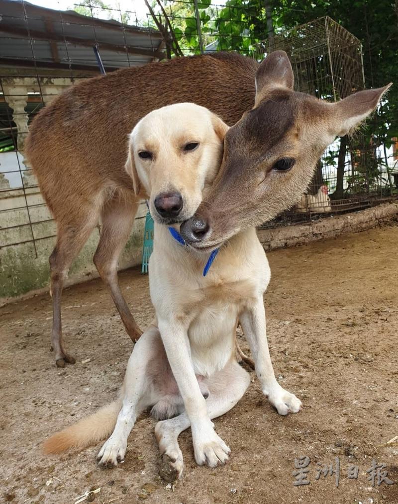 鹿和狗是好朋友。