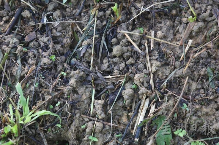 在没有喷洒农药的草地上，布满一颗颗圆圆的蚯蚓粪，促进农作物生长。