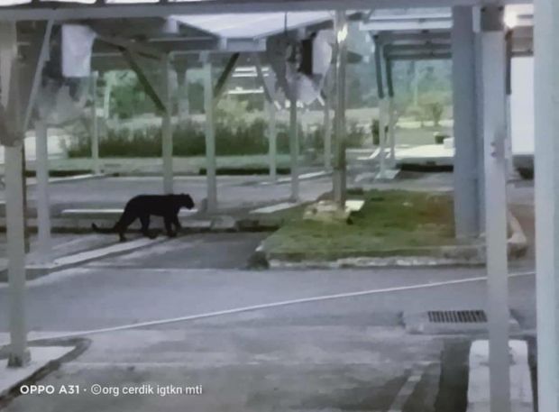 黑豹闯入玛拉工艺大学瓜拉庇朥分校，引起校方关注，并已经向马来西亚半岛野生动物及国家公园局求助。