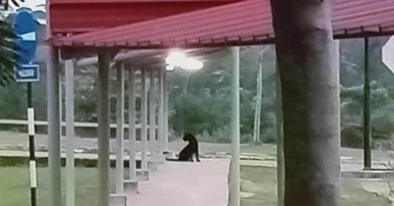 黑豹疑为了觅食，而无故闯进校园。