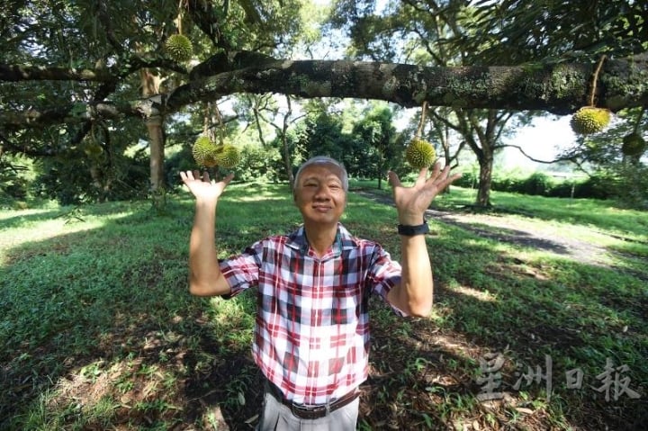 吴瑞彪耕耘有机榴梿十年，希望能把现在的榴梿变回以前的森林生态。