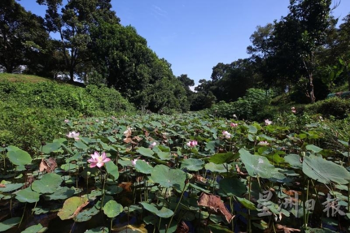 有机果园地形较平坦，中间是个盛开着莲花的湖，四周鸟语环绕。