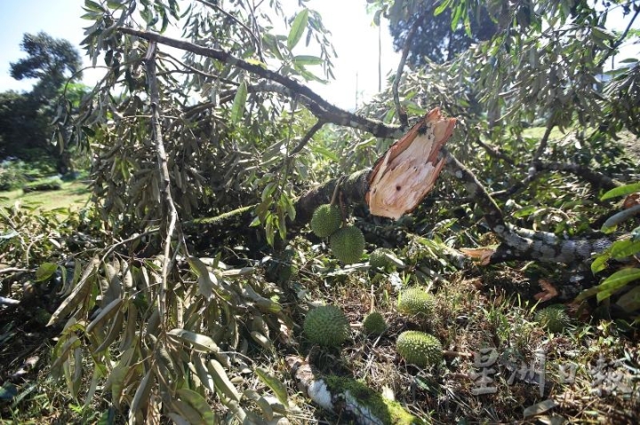 采访前一晚狂风来袭，种植多年的大树倒塌，面对不可控的灾害，吴瑞彪打趣地称其大风“收”。