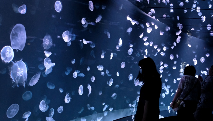 Visitors looking at jellyfish in a 14-meter-wide tank at the Sunshine Aquarium in Tokyo. AFP