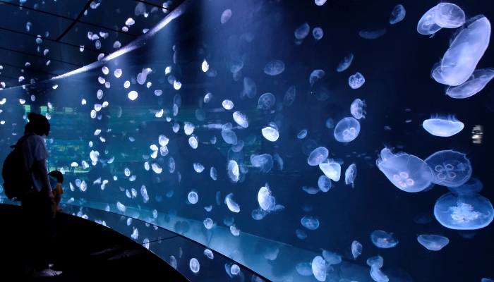 A visitor looking at jellyfish in a 14-meter-wide tank at the Sunshine Aquarium in Tokyo. AFP