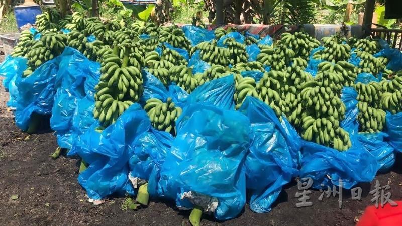 香蕉收成了，一大批通过水果批发商销售到全国各地去。