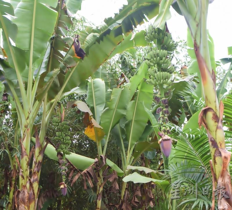 见到树上生长著一串串香蕉时，香蕉农都会满心欢喜。